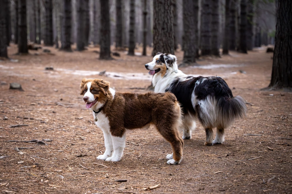 Вес австралийской овчарки растет по месяцам