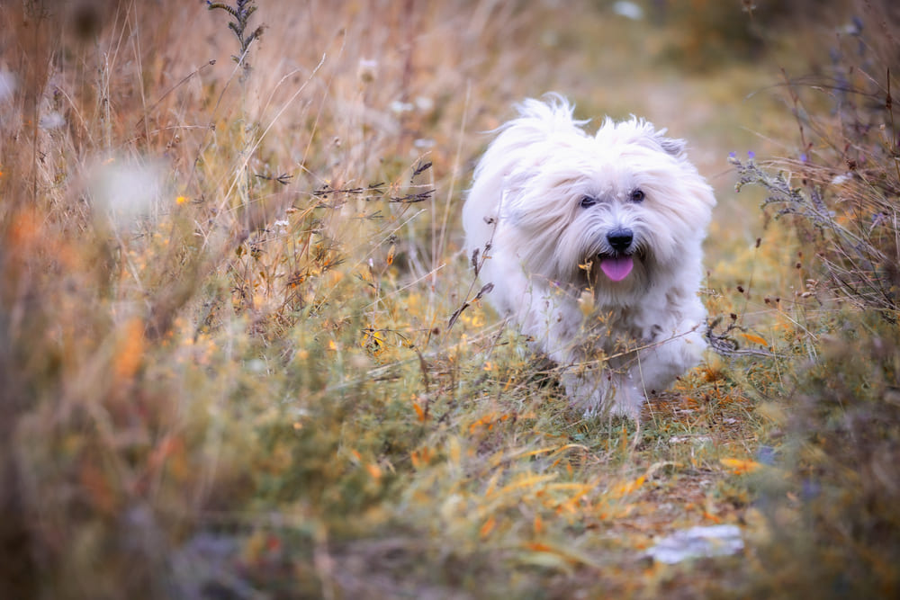 Котон-де-тулеар – собака, которую считают гипоаллергенной