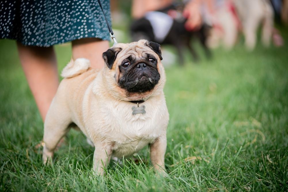 Считается ли мопс гипоаллергенным или нет?