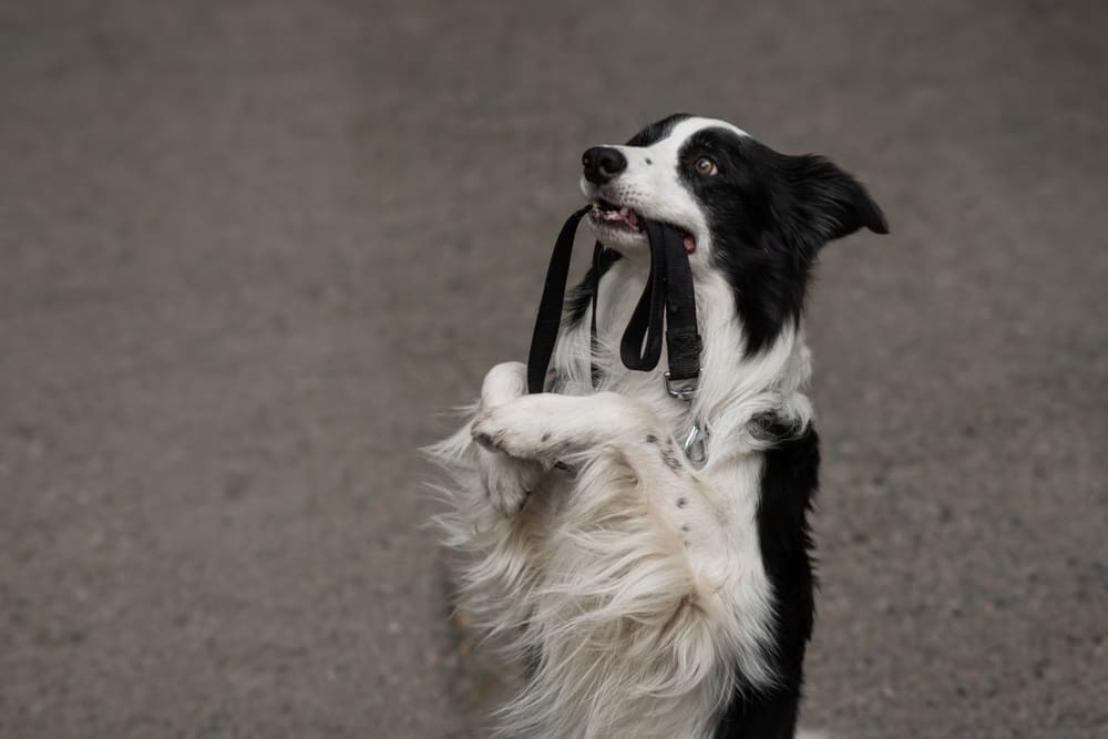 Бордер-колли нуждается в обработках