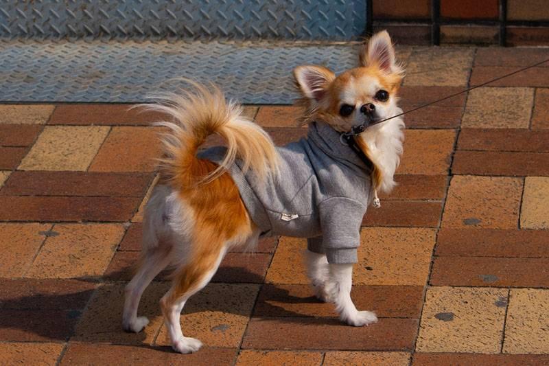 Декоративные породы собак: чихуахуа