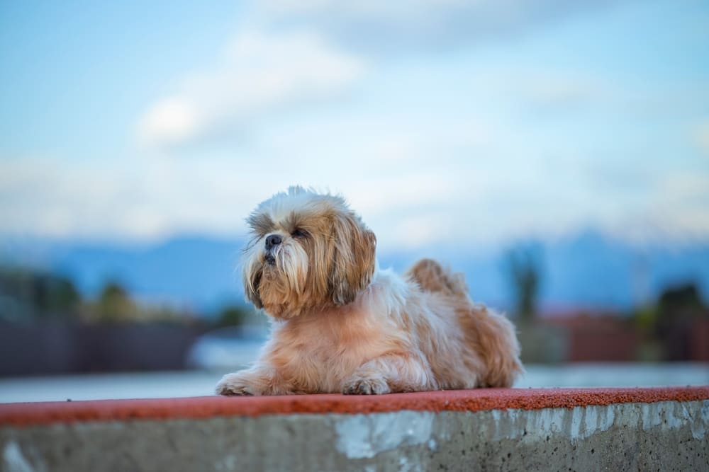 Владельцу важно знать, когда начинается течка у ши-тцу
