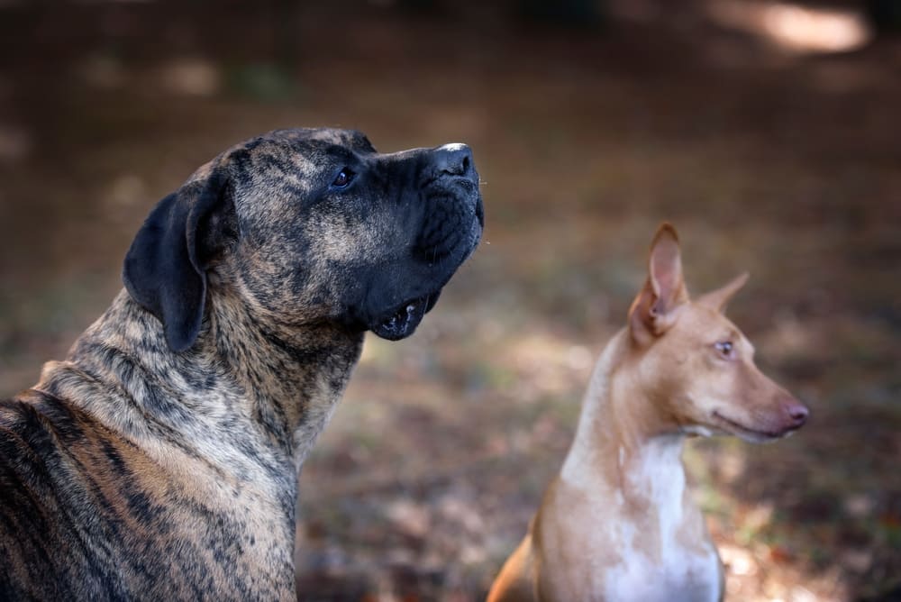 Какой характер у канарского дога?