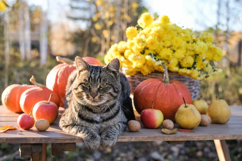 Можно ли кошкам тыкву?