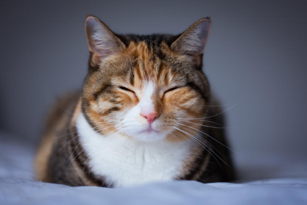 Профилактика инсульта у кошек