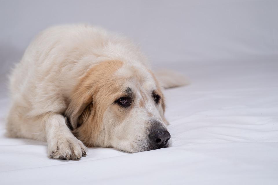 дегельминтизация собак при лечении глистов
