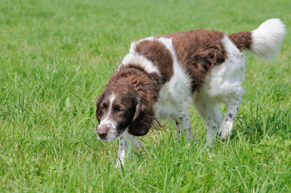 Большие мюнстерлендеры начинают участвовать в вязках после 2 лет