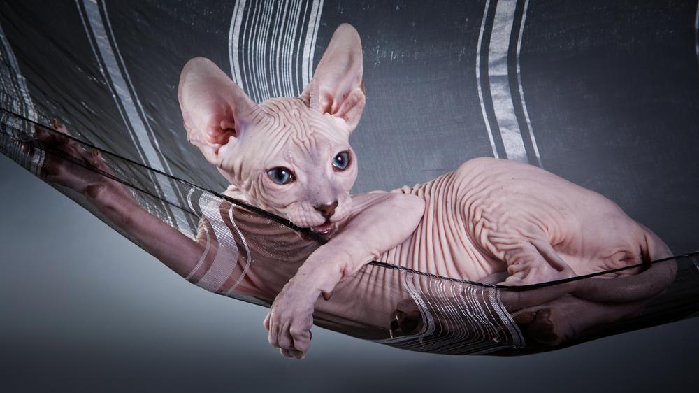 Сплошные окрасы сфинксов: лиловый Сплошные окрасы сфинксов: лиловый