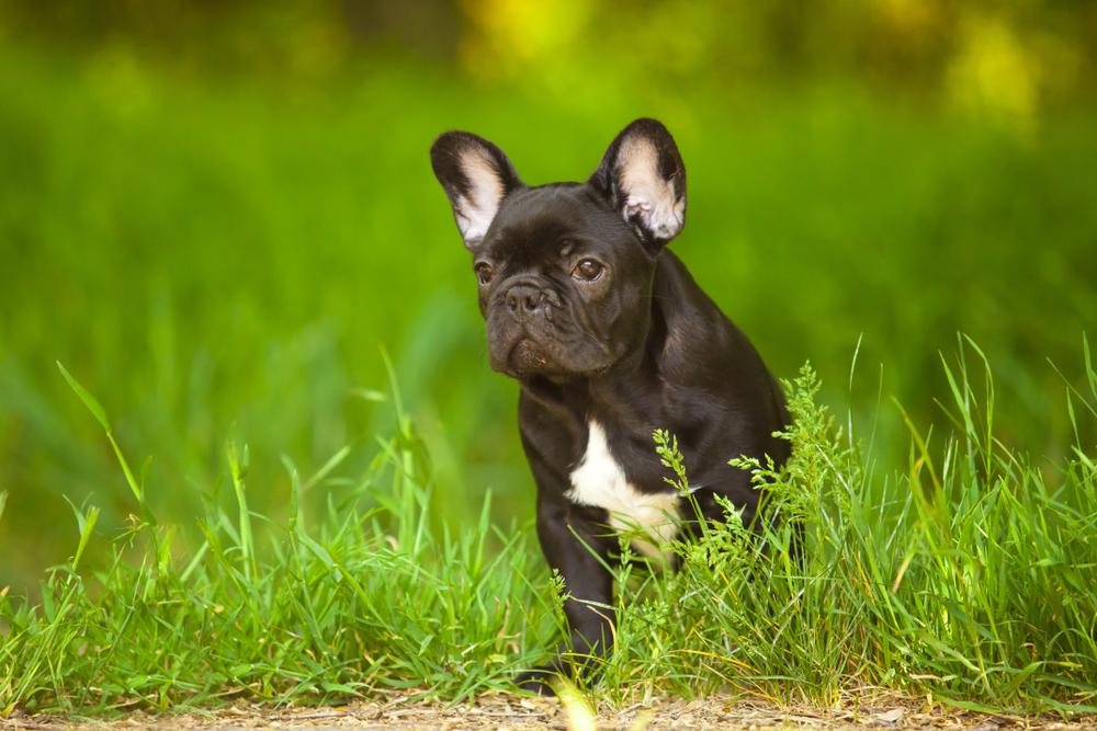 Фото черного французского бульдога