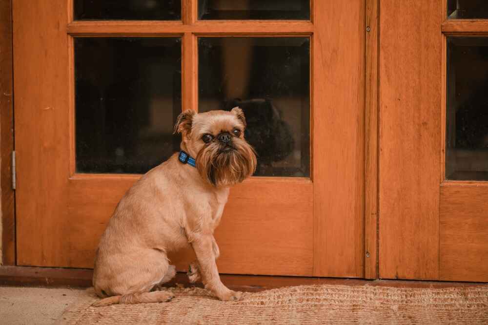 Уход влияет на то, сколько живут собаки гриффоны