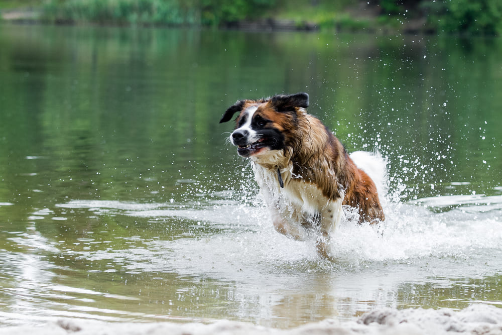 Кастрация может влиять на то, сколько проживет московская сторожевая
