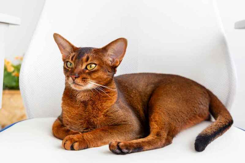 Средний вес абиссинской кошки зависит от возраста