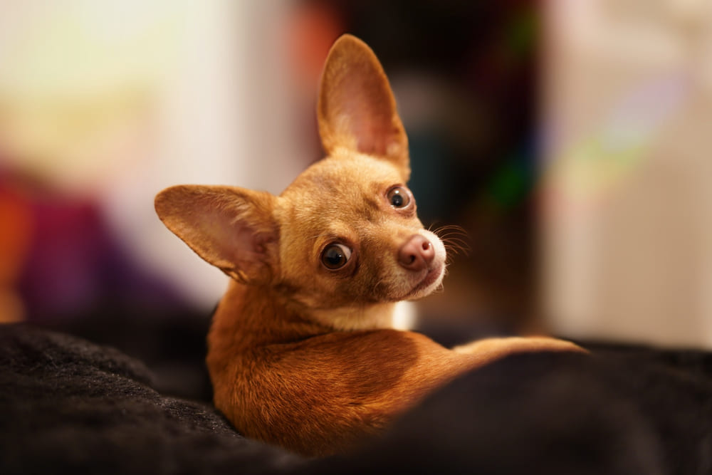 Чихуахуа могут выполнять разные трюки