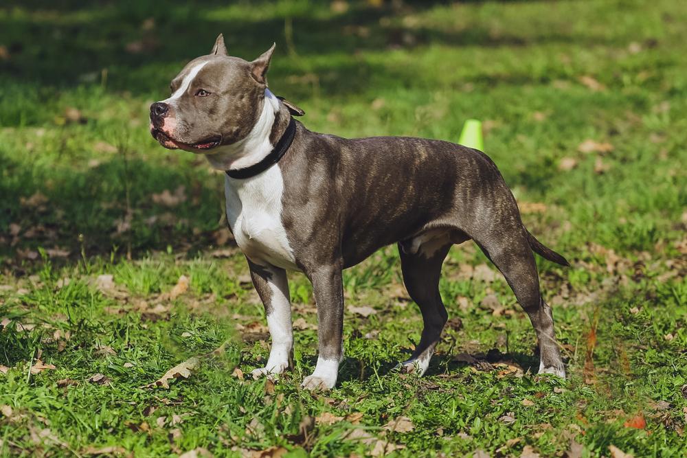 Распространенные окрасы американских питбулей: тигровый Распространенные окрасы американских питбулей: тигровый