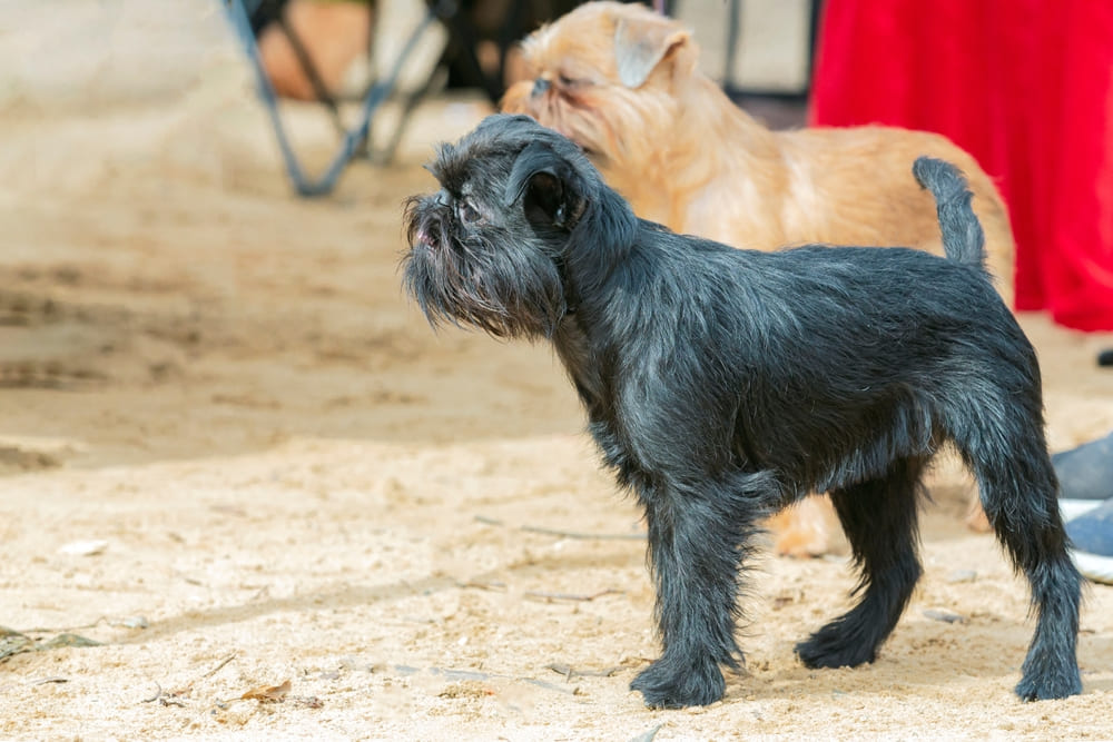 Приобретать гриффона лучше в питомнике