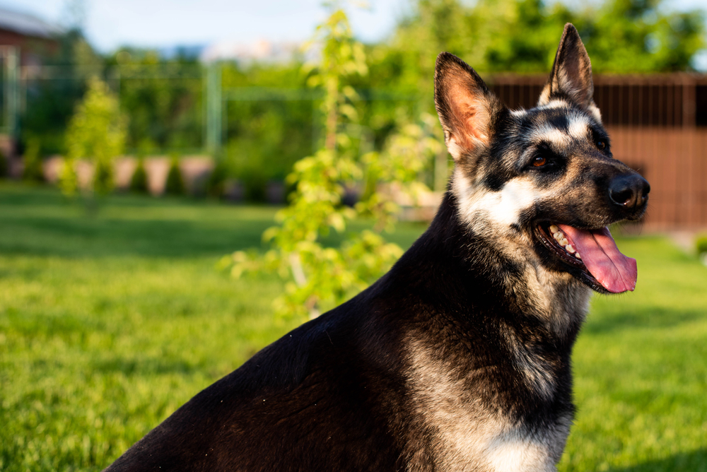 Собака породы восточноевропейская овчарка