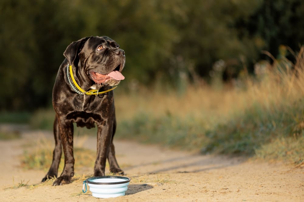 Питание кане-корсо должно быть правильным