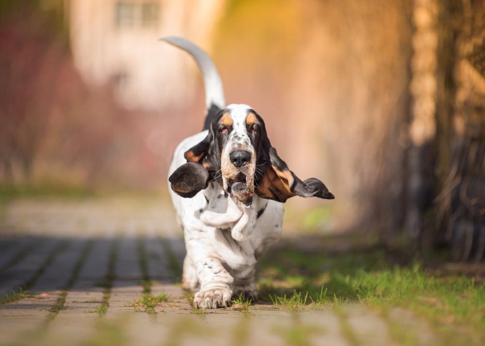 средние и крупные французские собаки: бассет-хаунд.jpg средние и крупные французские собаки: бассет-хаунд.jpg