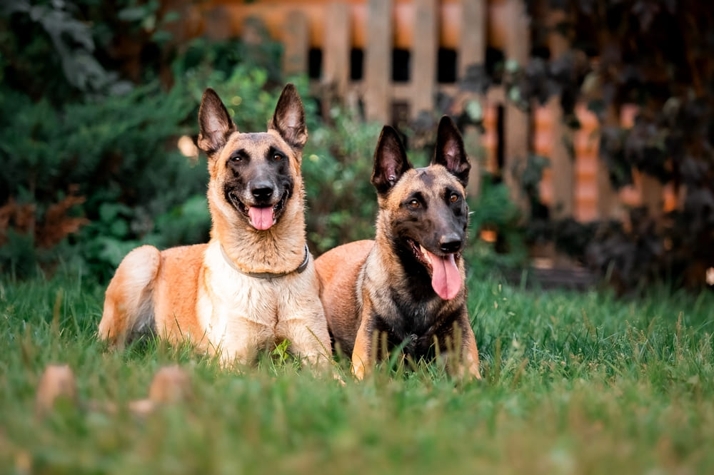 Зубы бельгийской овчарки нуждаются в гигиене