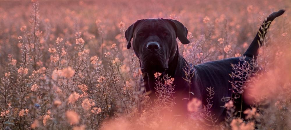 Какой характер у канарского дога?