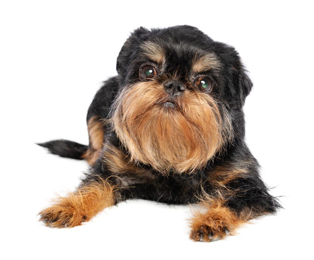 Возможные заболевания бельгийского гриффона 