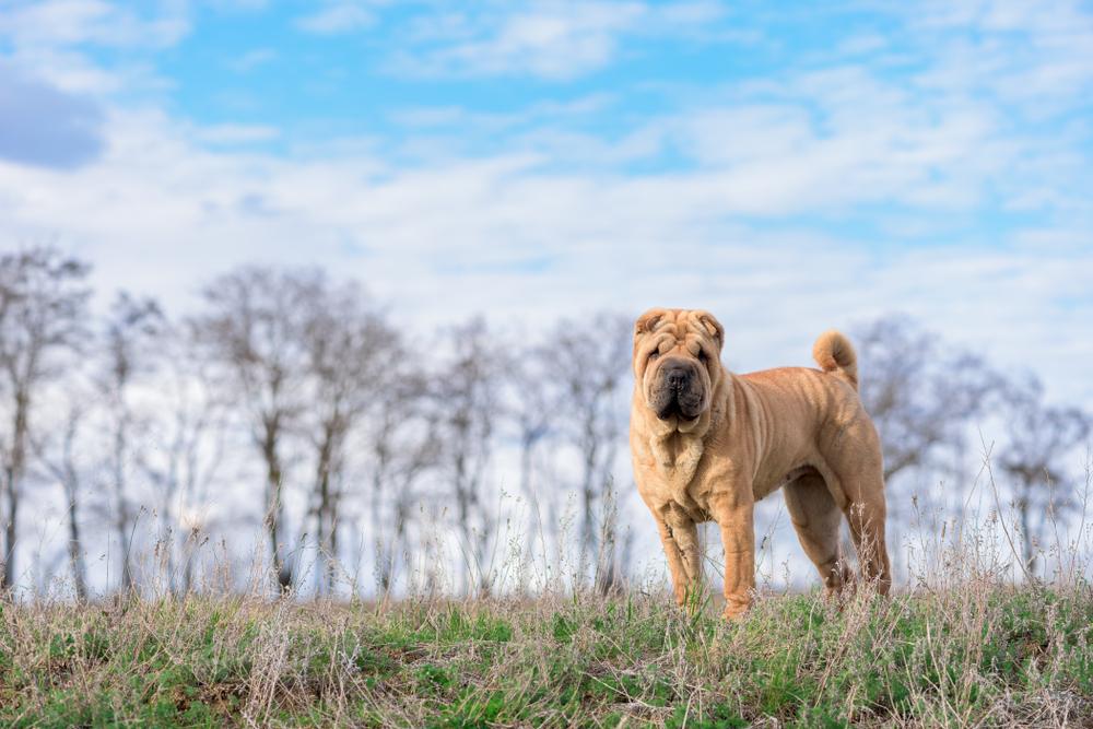 Породы собак, легко переносящие одиночество: шарпей