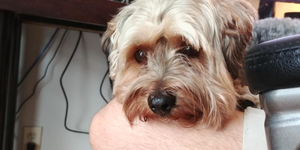 Возможные заболевания йоркипу