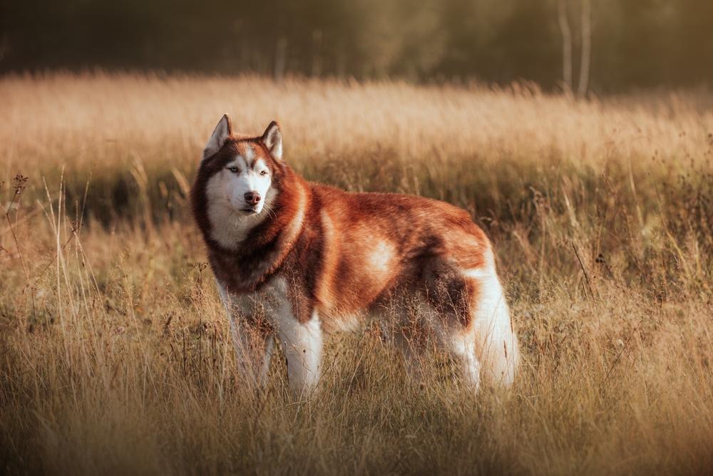 Разрешенные FCI окрасы хаски: рыжий Разрешенные FCI окрасы хаски: рыжий