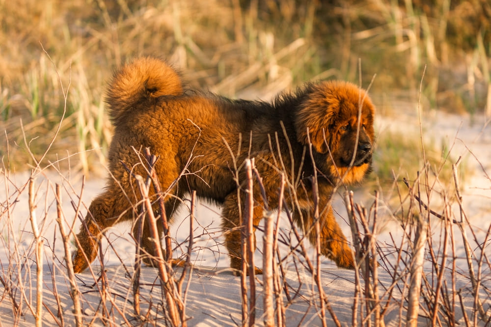 Болезнь влияет на то, сколько весит тибетский мастиф