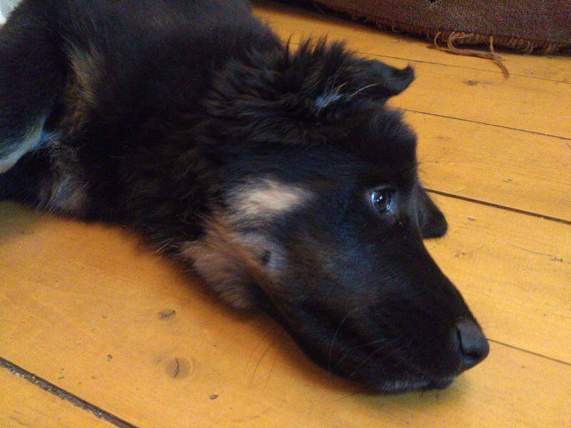 Здоровье и болезни тувинской овчарки