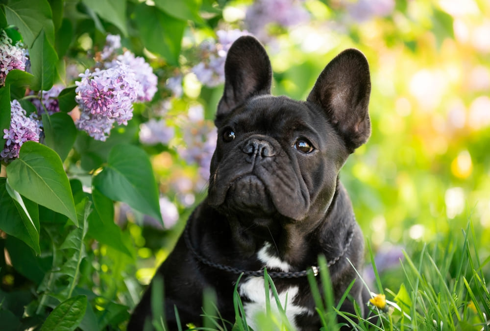 Французские бульдоги хорошо относятся к другим собакам