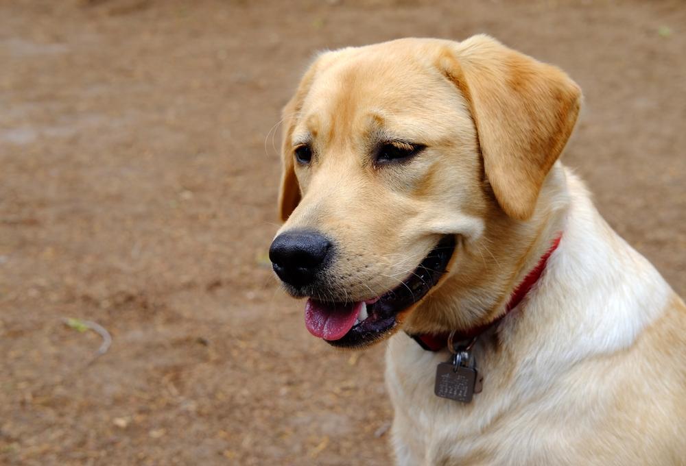 Виды лабрадоров по линиям разведения: английского типа Виды лабрадоров по линиям разведения: английского типа