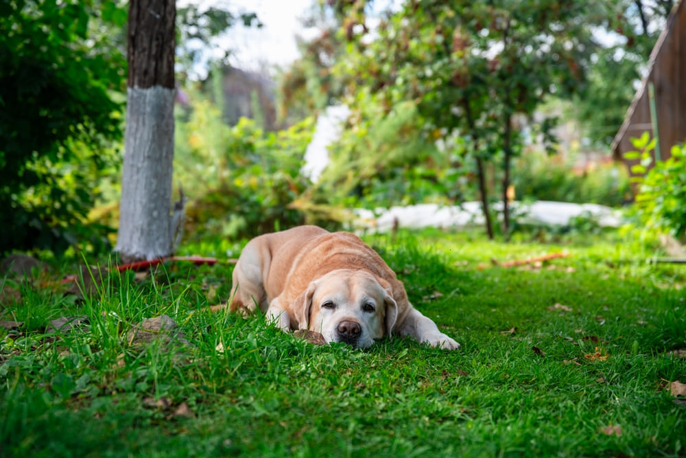 Перед вязкой лабрадор должен получить допуск в разведение