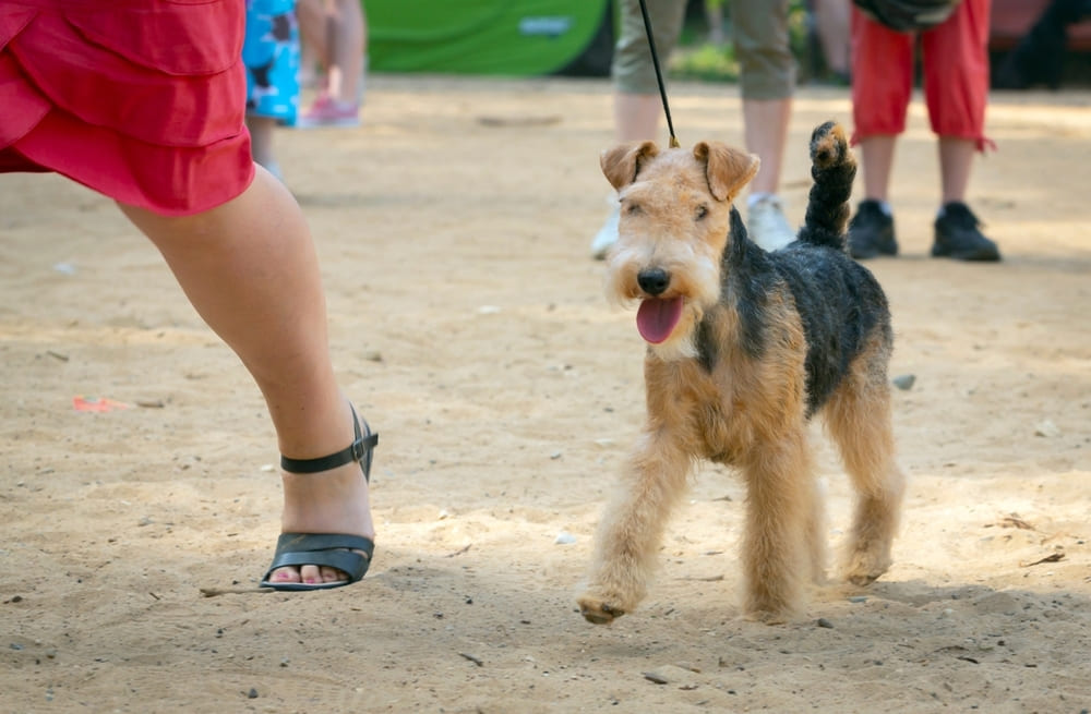 Лейкленд-терьер имеет характерные патологии