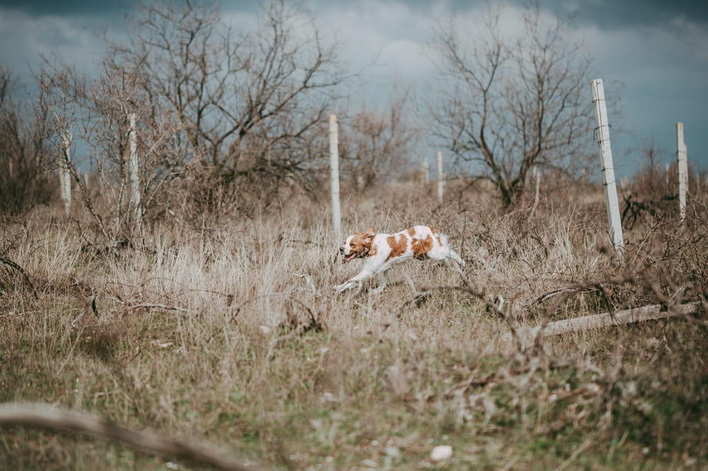 Питание бретонского эпаньоля должно быть сбалансированным
