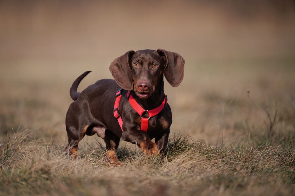 Стресс влияет на то, сколько живут таксы