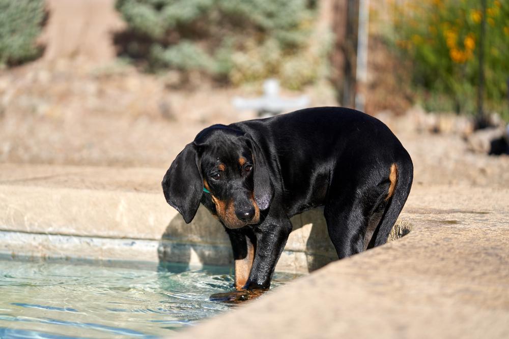 Уход за черно-подпалым кунхаундом