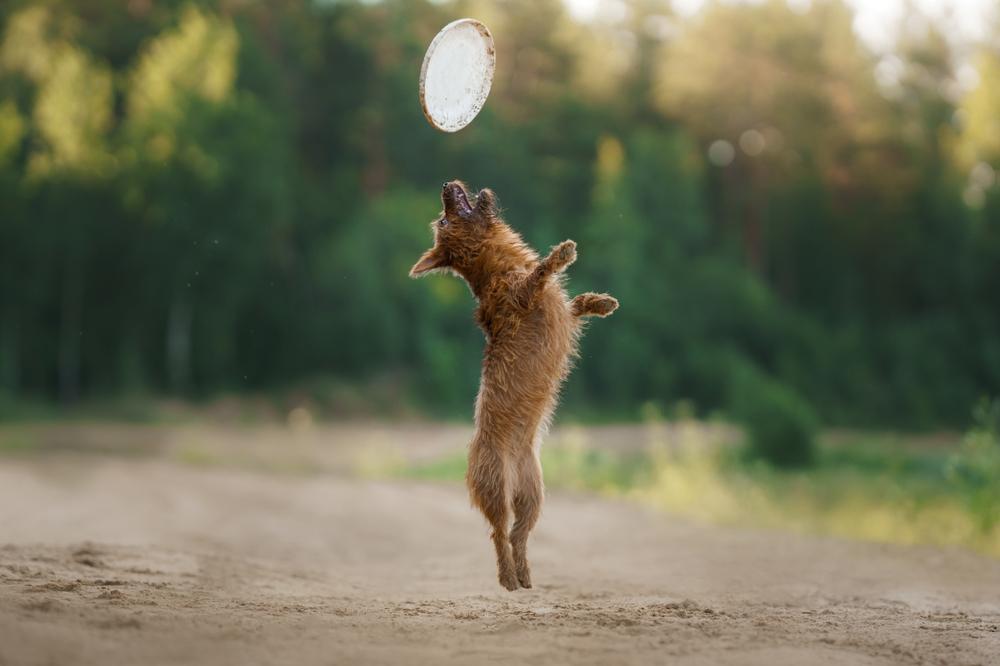 Темперамент австралийского терьера 