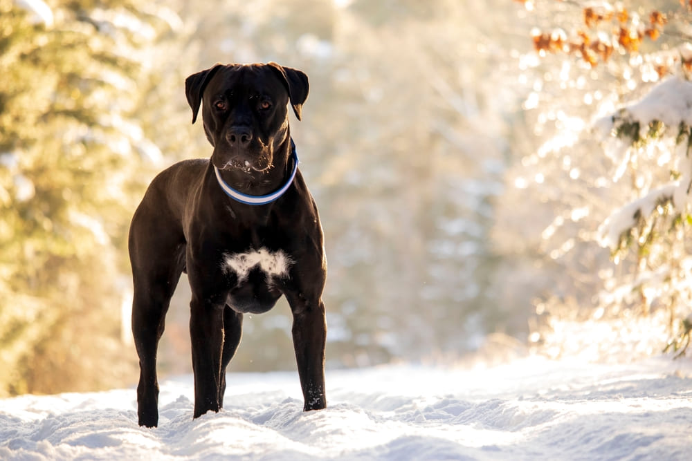 Канарский дог нуждается в дрессировке