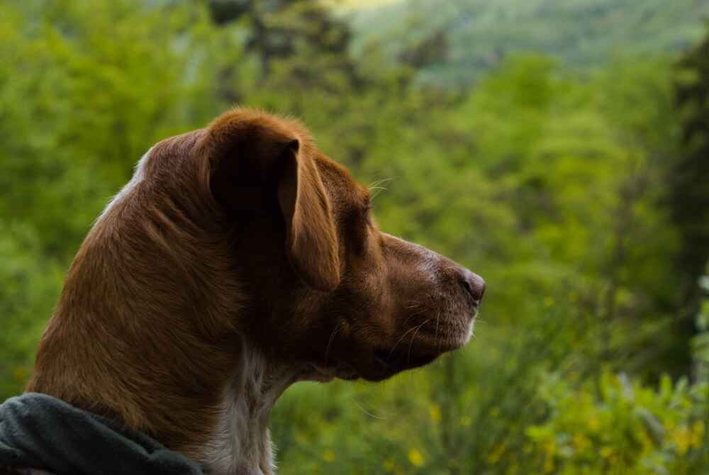 Родезийский риджбек относится к крупным породам