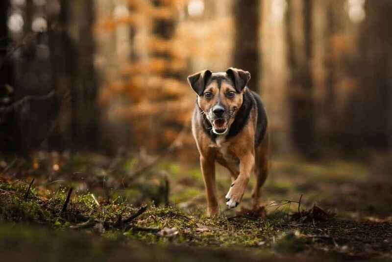 Паттердейл-терьер идет