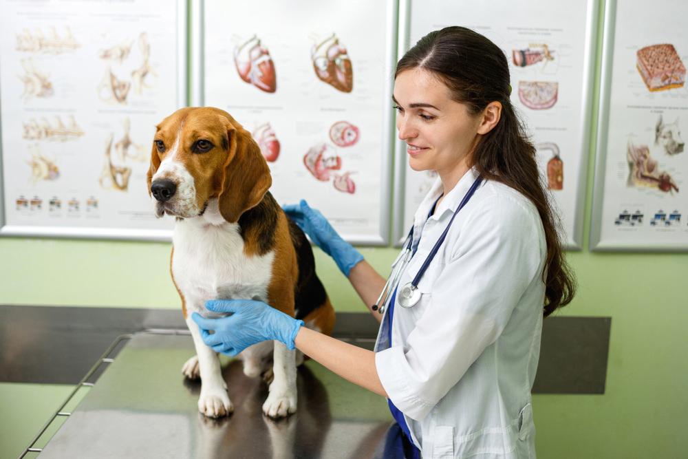 опасные причины повышения билирубина у собак