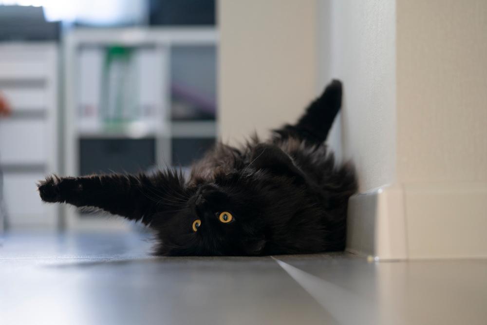 Здоровье йоркской шоколадной кошки