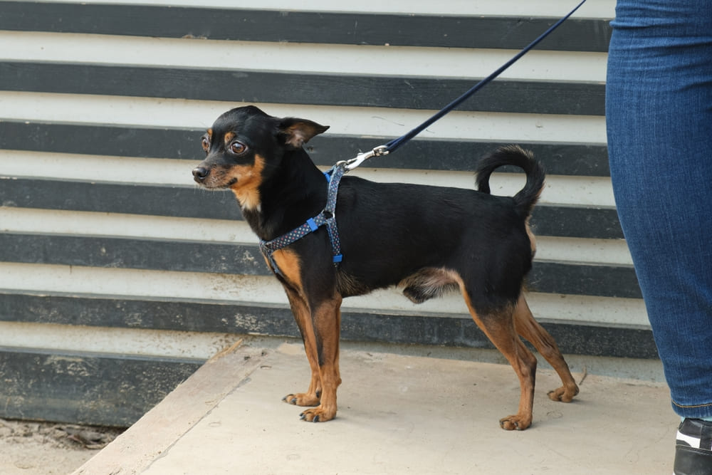 Щенка той-терьера приобретают у проверенного заводчика