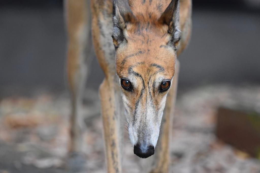 Уход и содержание борзых Уход и содержание борзых