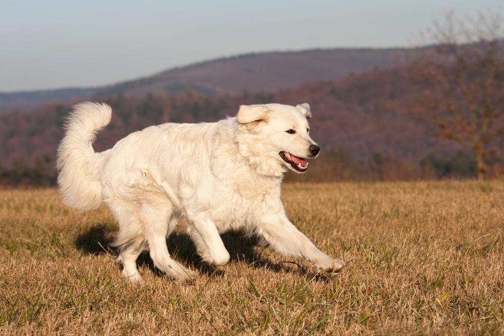 Все породы белых длинношерстных собак