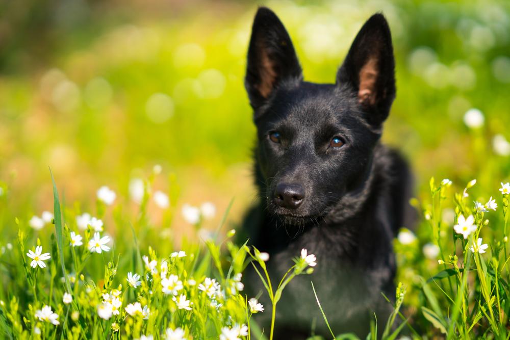 Келпи - один из видов колли
