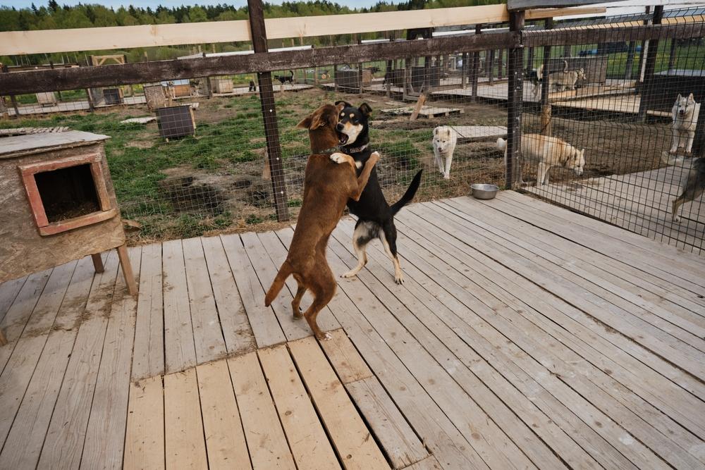 Временный вольер для собак Временный вольер для собак