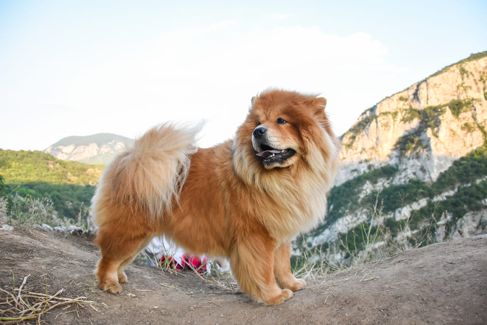 Питание влияет на то, сколько живут чау-чау