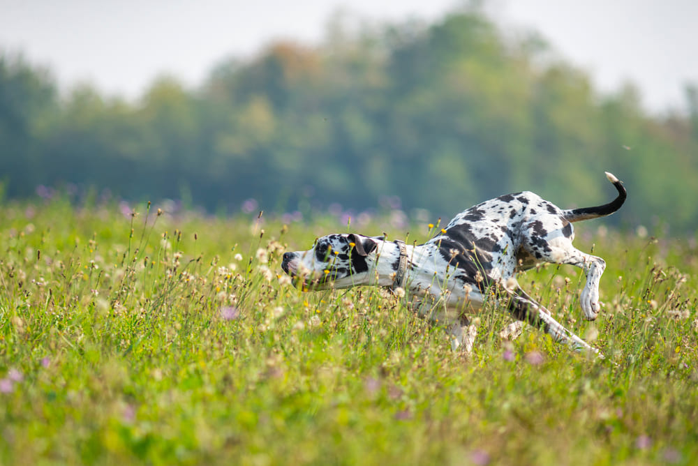 Немецкий дог нуждается в обучении